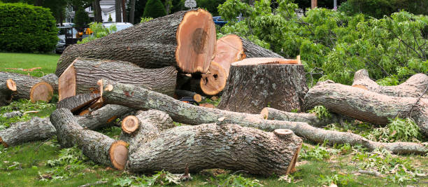 How Our Tree Care Process Works  in  Hurstbourne, KY